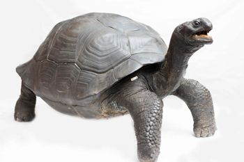 Media type: image;   Herpetology R-11088